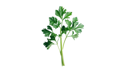 Parsley on transparent background 