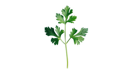 Parsley on transparent background 