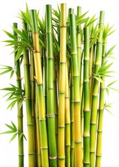 Bamboo forest background