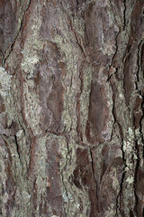 Tree bark background texture