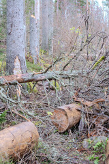 Felled trees in Garphyttan Nationalpark