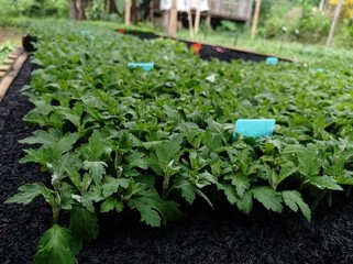 Chrysanthemum flower cultivation using the shoot cutting method