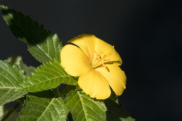 Sage Rose、Yellow Alder、Yellow Buttercups Turnera ulmifolia