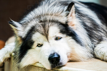 A relaxed Alaskan Malamute, known for its loyal temperament and strong build, rests peacefully, showcasing its thick coat and the natural beauty of this remarkable breed.