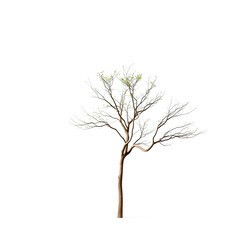 Single Tree isolated on white background