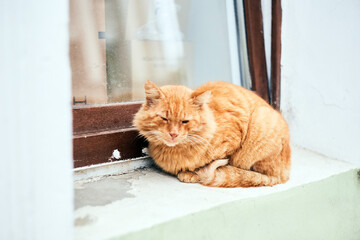 A stray ginger cat on the street. sitting in the window of
