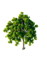 Fototapeta premium Single Tree isolated on white background