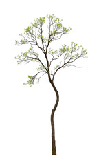 Obraz premium Single Tree isolated on white background