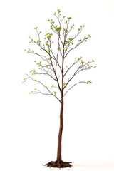 Obraz premium Single Tree isolated on white background