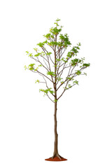 Fototapeta premium Single Tree isolated on white background