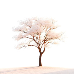 Obraz premium Single Tree isolated on white background