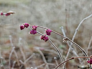 Winterimpression