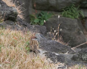 地面に降り立ったスズメ