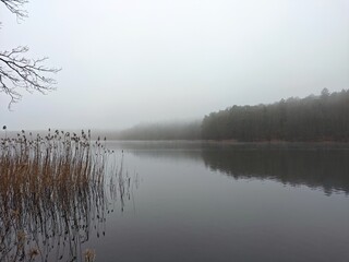Schilfgürtel am Lütauer See