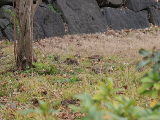 地面に群がっている沢山のスズメ