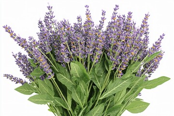 Naklejka premium Vibrant Purple Lavender Bouquet Closeup