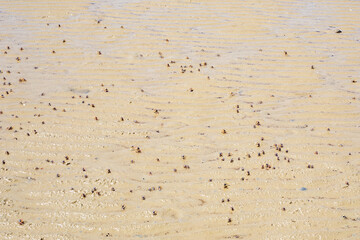 Many small crabs running on the sand on the sea coast in Krabi province in Thailand