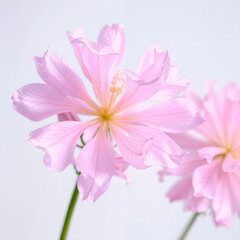 Fototapeta premium A blooming pink flower on a soft pastel background, symbolizing grace and natural elegance. Generative AI