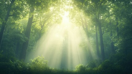Serene sunrise in lush green forest with sunbeams through trees