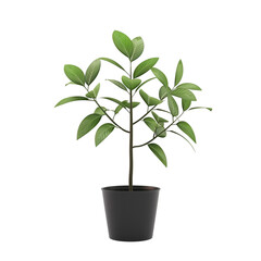 Young Tree Sapling 3D Render with Futuristic Growth Concept in Minimalist Style Isolated on Transparent Background