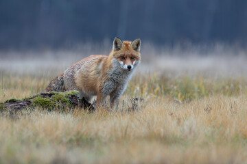 Fox on an autumn meadow