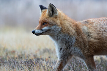 Fototapeta premium A fox observing something carefully
