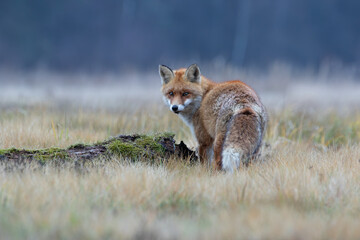 A fox next to a mossy log looking back