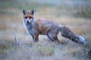 Beautiful fox on a colorful meadow