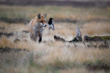 A red fox in a meadow of warm colors