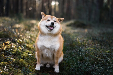 Shiba inu dog is sitting on the ground in the pine forest on sunny day