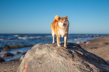 Shiba inu dog is standing on the big stone on the baltic sea beach