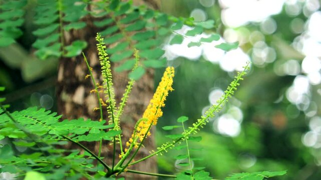 Circassian Seeds tree flower