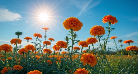Obraz premium Orange marigold under warm summer sun with clear blue sky background