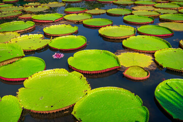 Victoria water lily giant pads on pond  at Phitsanulok, Thailand.