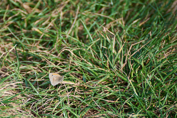 The small heath Coenonympha pamphilus butterfly sitting in grass