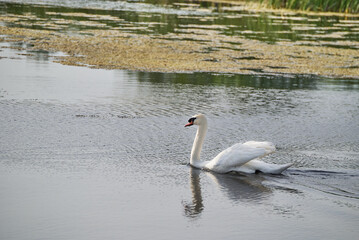 Swan swimming gracefully on a lake