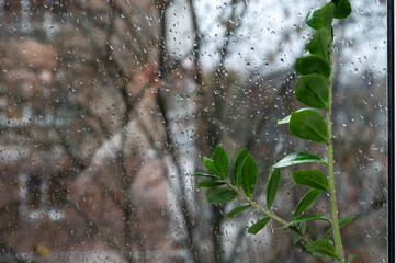green leaves of zamiokulkas near the window with raindrops on the glass