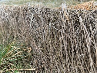 straw bales in a field
