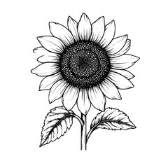 Vibrant sunflower in detailed black and white illustration, showcasing natural beauty and intricate design in a blooming garden setting