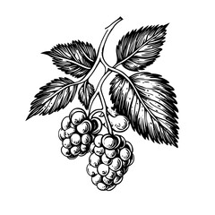 Obraz premium Grapes hanging delicately on the vine, showcasing intricate leaves in a monochrome illustration style