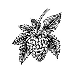 Delicate raspberry illustration showcasing intricate details of leaves and fruit in striking black and white artistic style