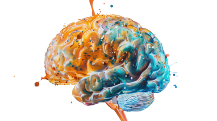Human brain color on transparent background
