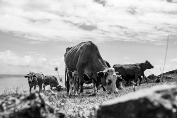 Landscapes at Graciosa Island, Azores travel destination, Portugal.
