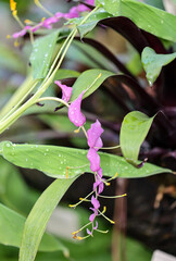 Die Blüten der Flamingoblume.