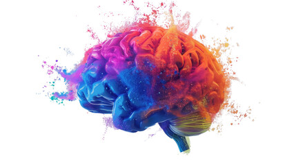 Human brain color on transparent background
