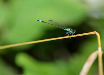 Eine Azurjungfer, Kleinlibelle auf einem Grashalm.