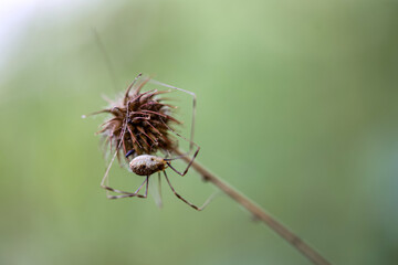 Ein Weberknecht auf einer trockenen Blüte.