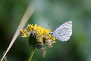 Ein Kohlweisling auf einer Butterblume, Löwenzahn.
