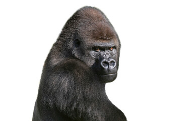 Obraz premium western lowland gorilla isolated on white background