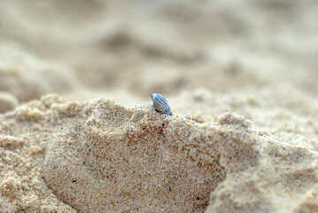 sand, beach, sea